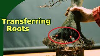 Advanced repotting: Moving roots lower on the trunk improving the bonsai Nebari