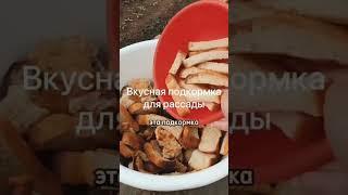 Лучшая подкормка для урожая! #огород#вредители#советы#дача