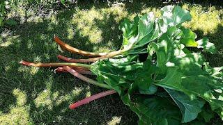 亮粉色的欧洲大黄闪亮登场 收割大黄自制大黄酱 Harvest rhubarb and make jam 可以吃的花园 第24集 The Edible Garden 24