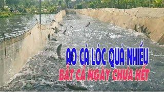 AO CÁ LÓC NHIỀU QUÁ, THU HOẠCH CÂN BÁN CẢ NGÀY KHÔNG HẾT, MÔ HÌNH CHĂN NUÔI, SNAKEHEAD FARMING, HQV