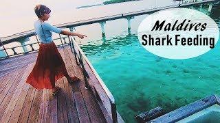 Shark Feeding - Maldives Travel | World Ghoomo