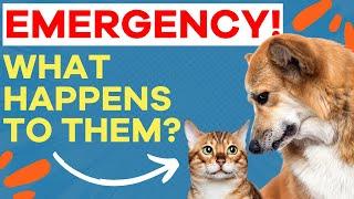 8 Tips for Planning for Pet Care BEFORE an Emergency!