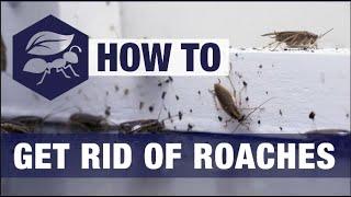 How to Get Rid of Roaches