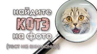 Найди 17 спрятавшихся кошек (тест на внимательность)