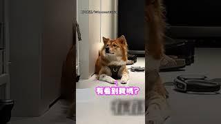【情緒穩定】狗勾的情緒好穩定 回家等擦腳不吭聲超乖！｜狗｜擦腳｜乖巧