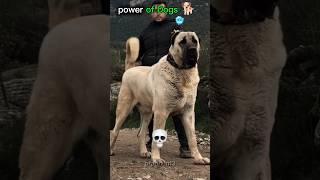 power of Dogs #ytshorts #pitbull #trolledit #trending #bulldog