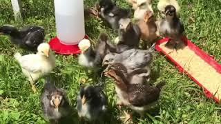 Baby Chicks 2019- first time outside