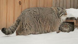 Pallas's cats are flirting during breeding season