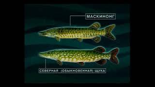 Как отличить Маскинонга (Muskellunge) — Esox masquinongy от Обыкновенной щуки — Esox lucius ?