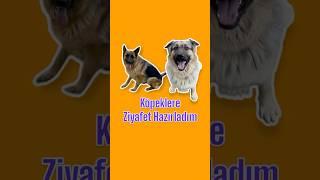 Köpeklere Ziyafet Hazırladım 
