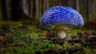 ТОП-10 САМЫХ КРАСИВЫХ МУХОМОРОВ ПЛАНЕТЫ / TOP-10 THE MOST BEAUTIFUL AMANITA IN THE WORLD