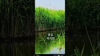 #호수공원 #갈대밭 #박지현 #꽃길