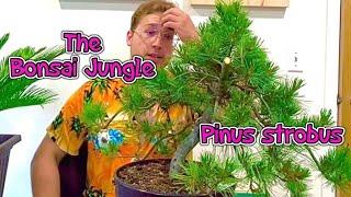 The WORST PINE species for bonsai - The Bonsai Jungle