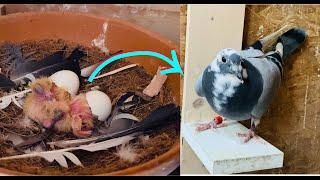 Amazing pigeon growth from Day 1 to Day 30