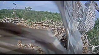 Jastrząb atakuje i  porywa jedno młode   -  Ospreys in Kurzeme, Latvia 2021 07 09