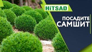 Самшит Посадка и Уход Полезные Советы от Хитсад ТВ