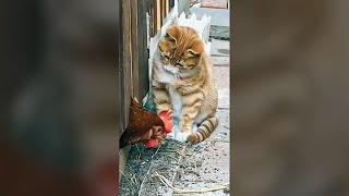 Funny Cat vs Chicken - Pure Fails - #failsoftheyear #funnyvideos -  Funny Cat Videos 