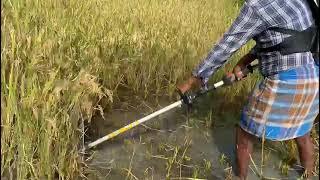 Brush cutter  Paddy cutting// Nexgen farming machineries