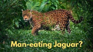 Man-eating Jaguar?