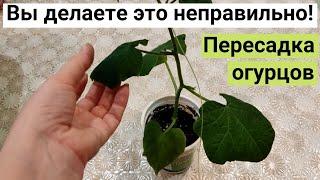 Показываю все тонкости пересадки огурцов, как это делать правильно. Мой огород на балконе.