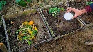 The Most UNUSUAL Way to Grow Tomatoes – Bigger, Sweeter, and FASTER