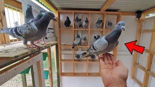 FERAL Pigeon Could Be a WINNER!