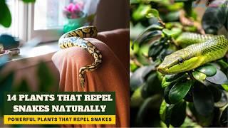 14 Snake Repellent Plants | Plants that Repel Snakes Naturally