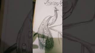 Peacock #drawings #shorts #Misha Art′#artwork