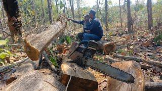 Cukup langka, kayu jati kebun seperti kayu jati perhutani