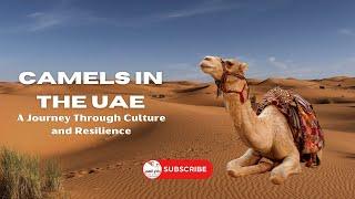 Camels in the UAE: A Journey Through Culture and Resilience