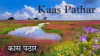 कास पठार  सातारा 🪴 Valley Of Flowers | Kaas Pathar Satara | Kaas Plateau Vlog| #vlog #viral