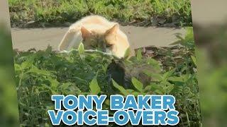 OFFICIAL Tony Baker Voice Over Compilation - Sneaky Cats!