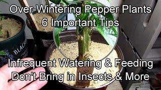 6 Key Tips for Over-Wintering Pepper Plants Indoors with Growth Examples: Don't Bring in Insects!