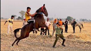 Shehzadpur (BAHER) || Fatehgarh Sahib || Starting Point || 16 May’24#marwarihorselovers