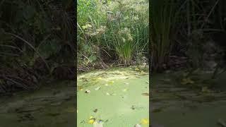 Nascente na Serra da Mandioca, P. dos Índios/AL #shorts