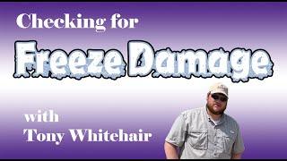 How To: Check Wheat for Freeze Damage