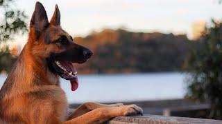Lucy the famous German Shepherd