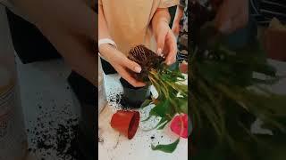 Посадка пересадка спатифиллума с помощником                                 #цветы #женскоесчастье