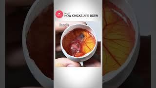 How a Chick Grows Inside an Egg