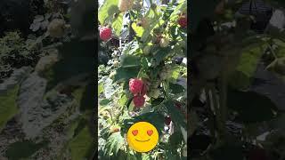 Малина Венге  #strawberry #огород #сад #клубника #дача #garden
