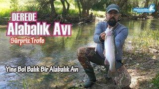 Derede Alabalık Avı | Sürpriz Trofe | Yine Bol Balıklı Bir Av Günü (Alabalık Avı Teknikleri)