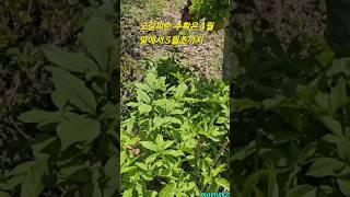 산골텃밭의 오갈피 #텃밭 #산나물