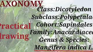 TAXONOMY/MANGIFERA INDICA L./practical drawing/Anacardiaceae