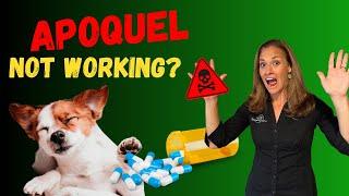 Why Apoquel is NOT Healing Your Dog's Itchy Skin [Holistic Vet Advice]