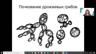 Г.Ш. Исаева. ВОЗБУДИТЕЛИ МИКОЗОВ