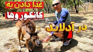 غذا دادن به کانگوروها و بقیه حیوانات در باغ وحش در ادلاید استرالیا