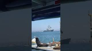 San Diego Bay 8/4/21 #sandiego #california #navy #sealions