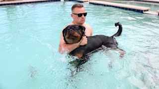  Live Dog Training with Rottweiler