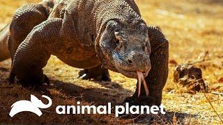 Por que só existe dragão-de-komodo em uma ilha? | Planeta Misterioso | Animal Planet Brasil