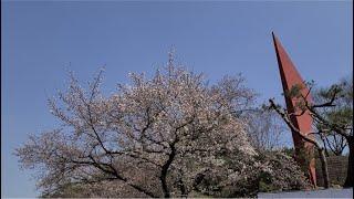 [4K] Spring Flowers in Bloom on the Way to MMCA Gwacheon in South Korea